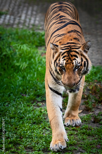 Fototapeta Naklejka Na Ścianę i Meble -  Portrait of tiger.