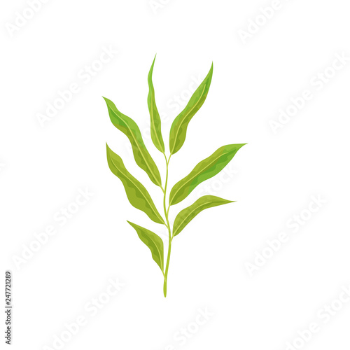 Branch of tree with small willow leaves. Fresh twig with green foliage. Nature theme. Detailed flat vector design