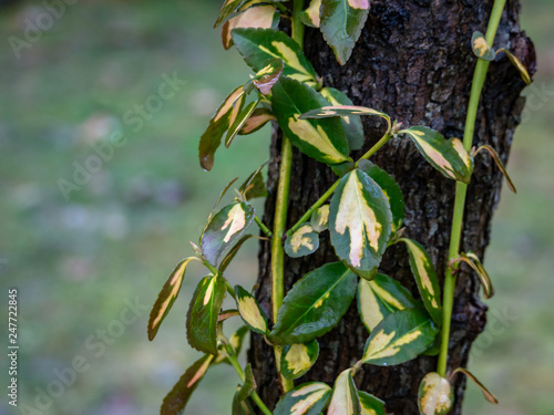 Euonymus fortunei Interbolwi or fortune's spindle, winter creeper with wet green-white leaves creeps up of tree on blurred green with brown background. Selective focus. Natural design, place for text. photo