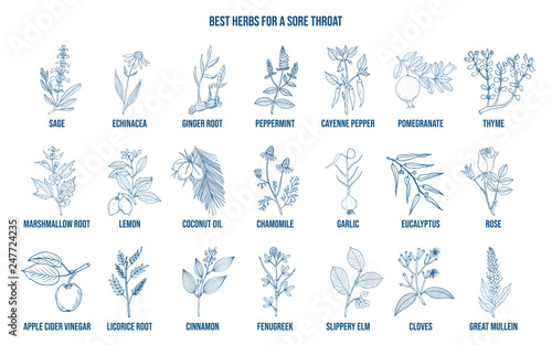 Best herbs for a sore throat