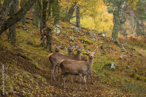 Scotland rainy day