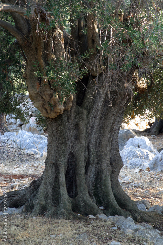 Obraz premium Old olive tree