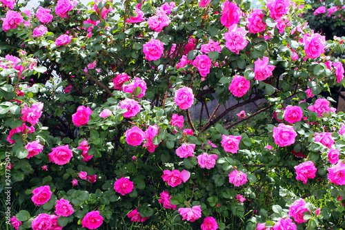 Pink Roses Outdoors. Beautiful Nature Background.