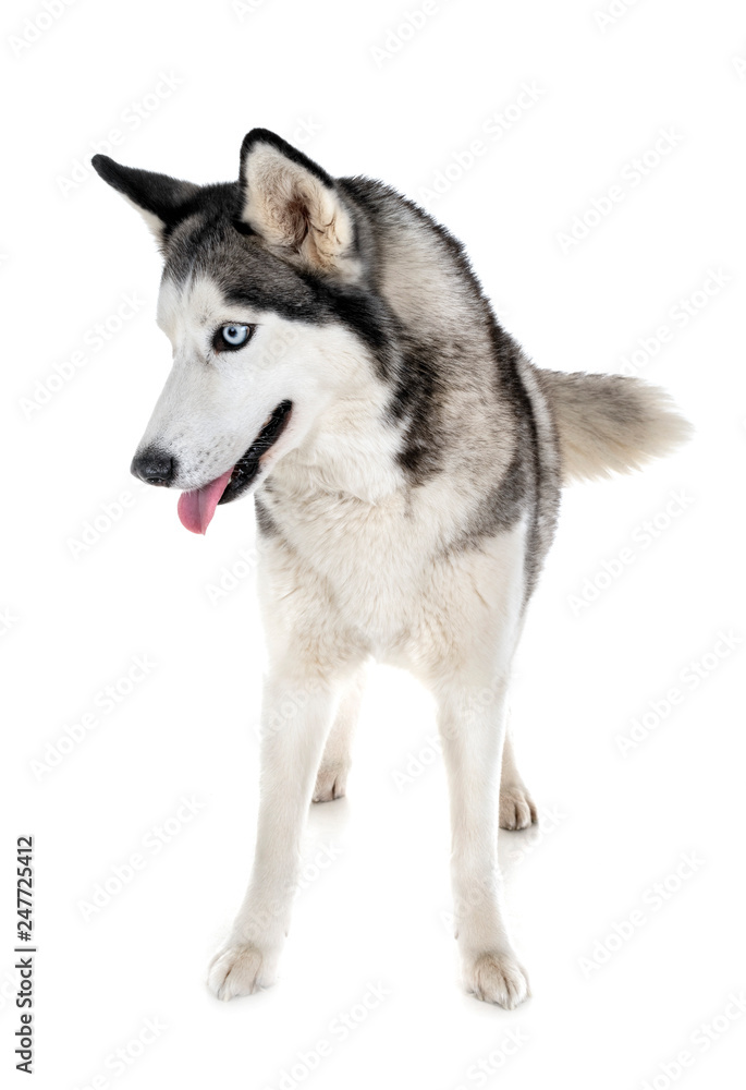 siberian husky in studio siberian husky in studio
