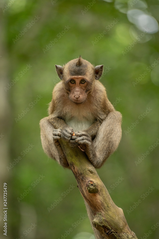 Baby long-tailed macaque on stump hunching shoulders Baby long-tailed macaque on stump hunching shoulders