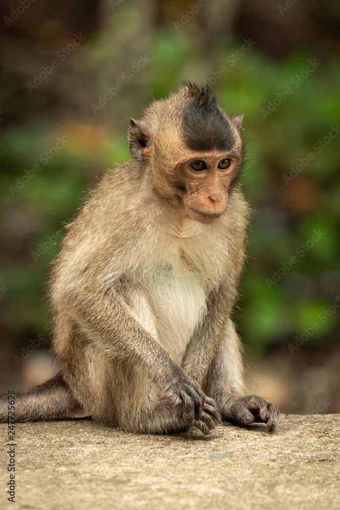 Baby long-tailed macaque sits on concrete wall Baby long-tailed macaque sits on concrete wall