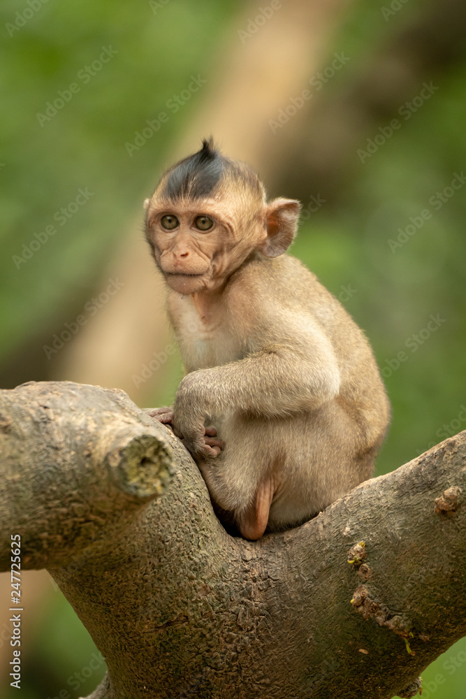 Baby long-tailed macaque sits in forked branch Baby long-tailed macaque sits in forked branch