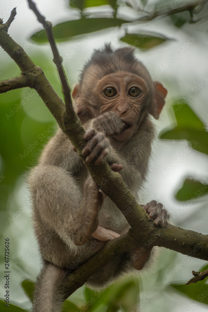Baby long-tailed macaque sits in leafy tree Baby long-tailed macaque sits in leafy tree