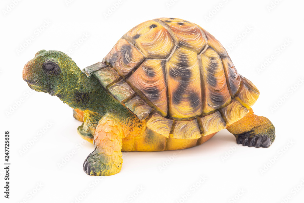 Obraz premium turtle isolated on white background