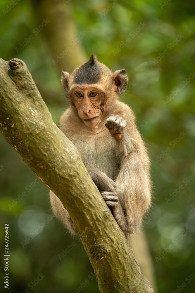 Baby long-tailed macaque sits on green branch Baby long-tailed macaque sits on green branch