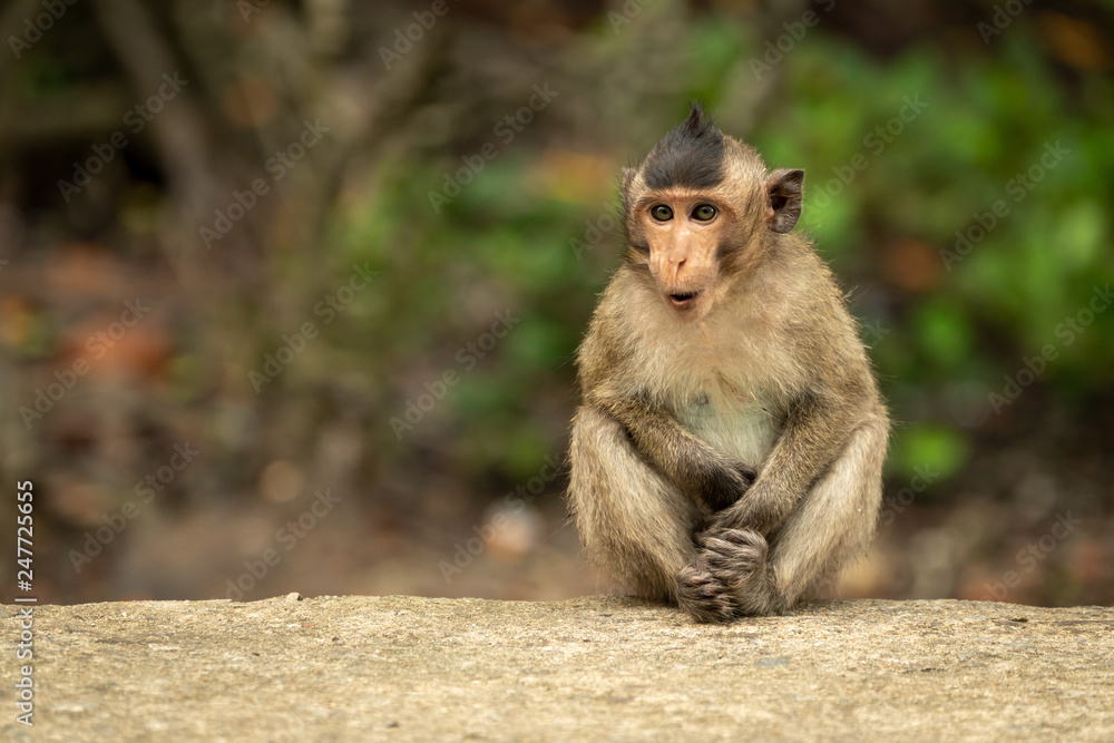 Baby long-tailed macaque sits with mouth open Baby long-tailed macaque sits with mouth open