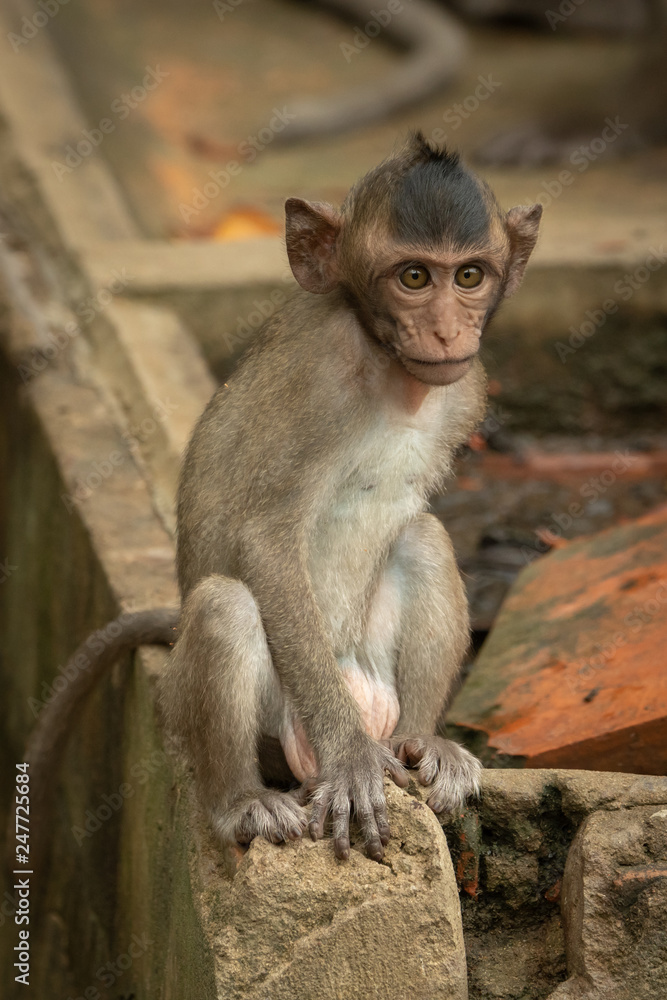 Baby long-tailed macaque sitting on wall corner Baby long-tailed macaque sitting on wall corner