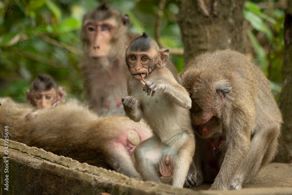 Baby long-tailed macaque stands up chewing twig Baby long-tailed macaque stands up chewing twig