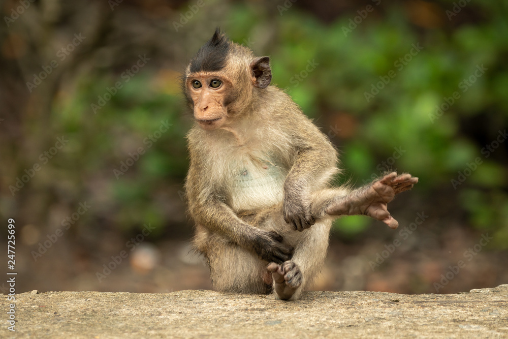 Fototapeta premium Baby long-tailed macaque stretches leg on wall