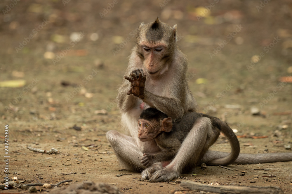 Long-tailed macaque examines hand while holding baby