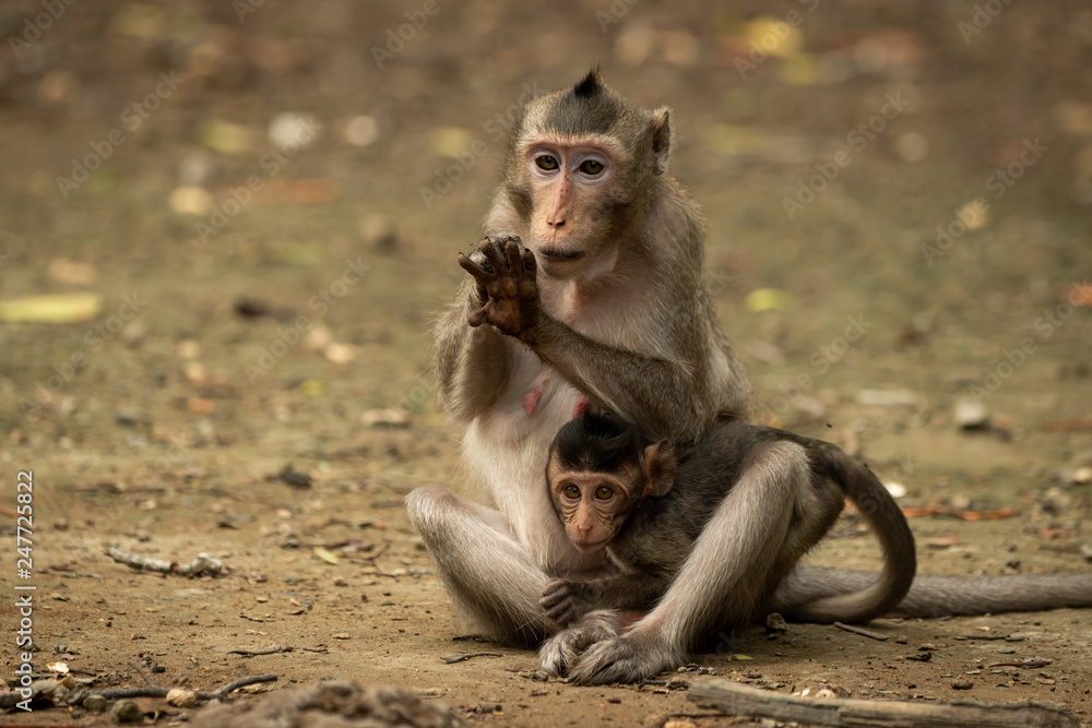 Long-tailed macaque grooms hand while carrying baby