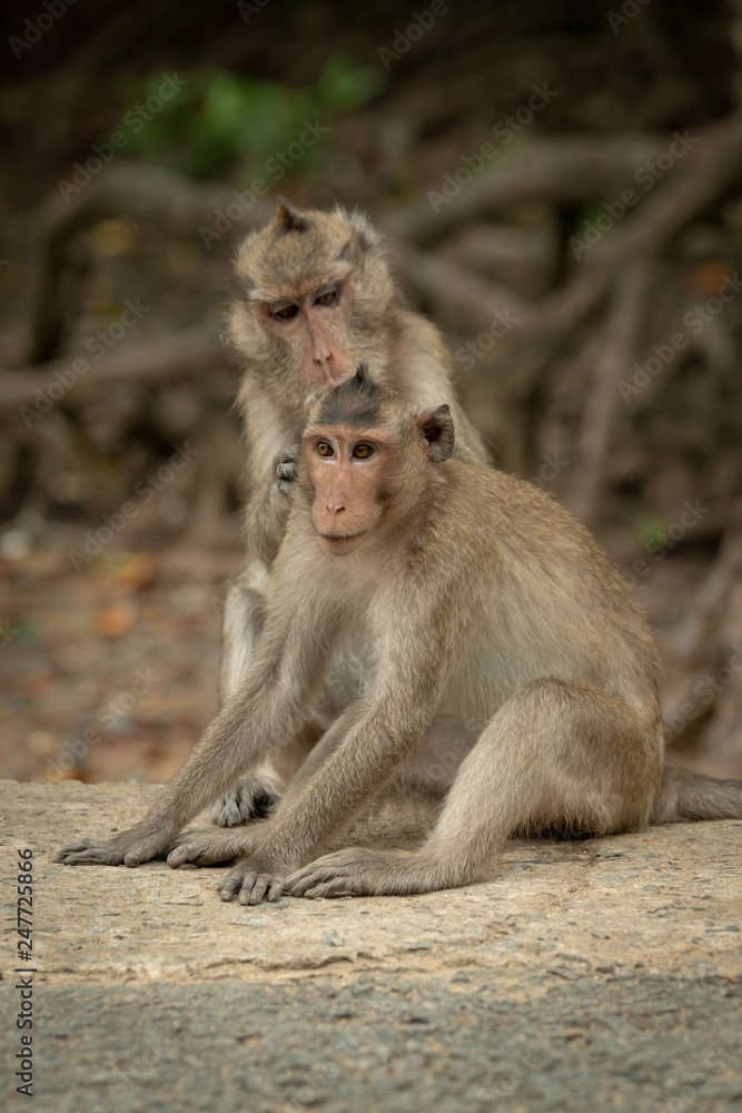 Long-tailed macaque grooms mate on concrete pathway Long-tailed macaque grooms mate on concrete pathway