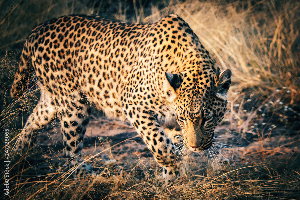 Portrait eine Leoparden bei Sonnenuntergang in einem großen Freigehege auf einer Farm in Namibia Portrait eine Leoparden bei Sonnenuntergang in einem großen Freigehege auf einer Farm in Namibia