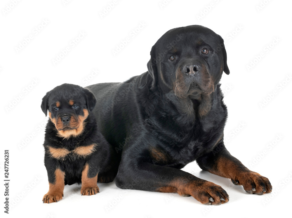 puppy and adult rottweiler puppy and adult rottweiler