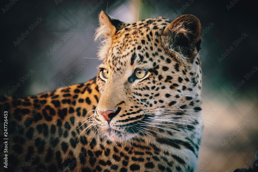 Fototapeta premium Portrait eine Leoparden in einem großen Freigehege bei Sonnenuntergang auf einer Farm in Namibia 