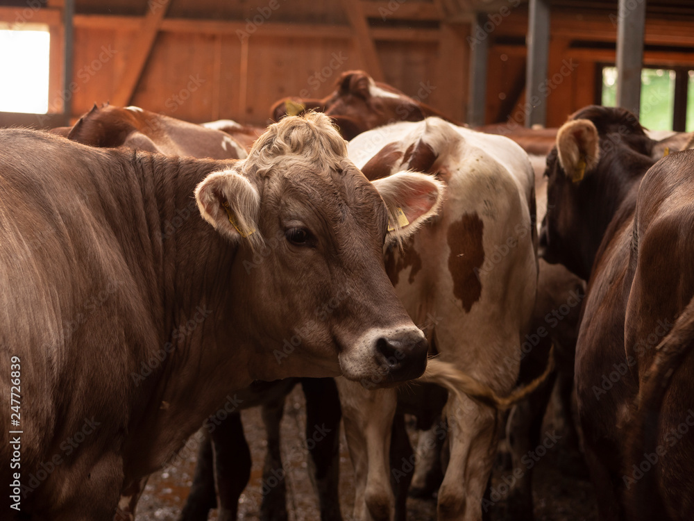 some brown cows in a beautiful wooden stable some brown cows in a beautiful wooden stable