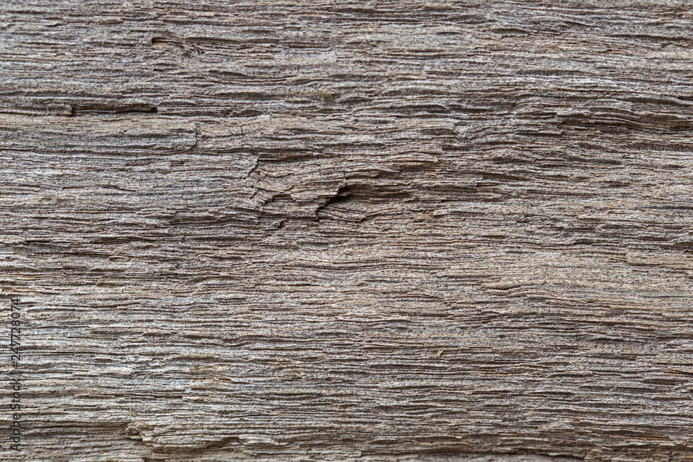 Naklejka premium Very Old Wood Background, closeup. wood texture . old and very aged wood texture close up. backgrounds, texture is very old wood in the process of prolonged natural decomposition and weathering.