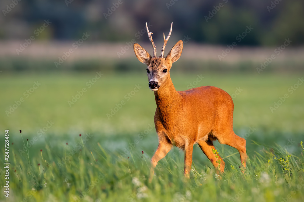 Roe deer, capreolus capreolus, buck walking on blooming meadow in summer at sunset. Wildlife scenery with vivid colors from nature. Roebuck in the wild. Roe deer, capreolus capreolus, buck walking on blooming meadow in summer at sunset. Wildlife scenery with vivid colors from nature. Roebuck in the wild.