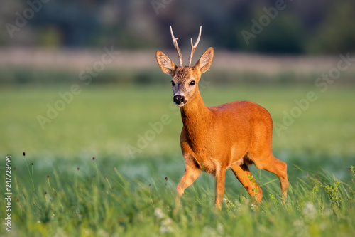 Fototapeta Naklejka Na Ścianę i Meble -  Roe deer, capreolus capreolus, buck walking on blooming meadow in summer at sunset. Wildlife scenery with vivid colors from nature. Roebuck in the wild.