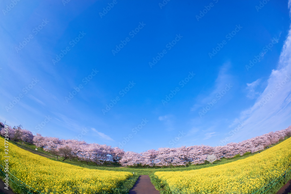 広大な菜の花畑と桜並木 青空 Stock Photo Adobe Stock