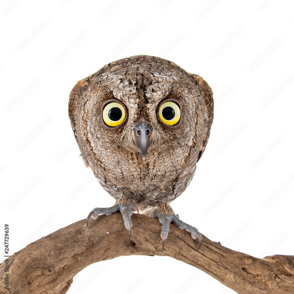 European scops owl, Otus scops, sitting on a stick. Isolated on white background European scops owl, Otus scops, sitting on a stick. Isolated on white background