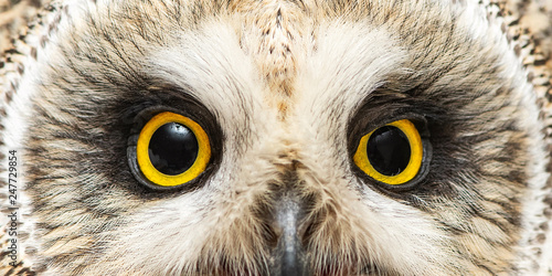 Eyes of the Short-eared Owl, Asio flammeus. Close-up