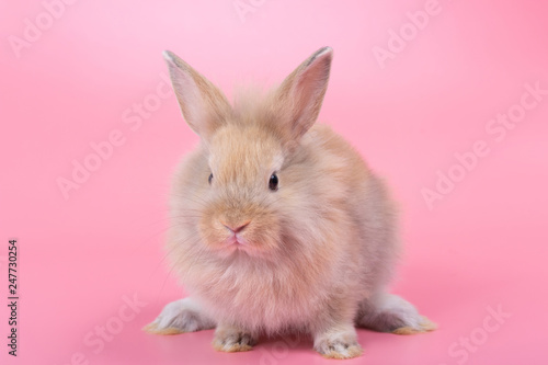 Brown adorable baby rabbit on pink background. Cute baby rabbit. © natsarun
