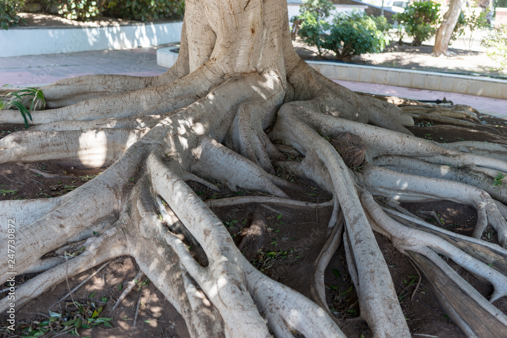 Big tree roots branches off from a tree trunk above the ground Big tree roots branches off from a tree trunk above the ground