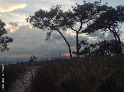 Pine at the sun set