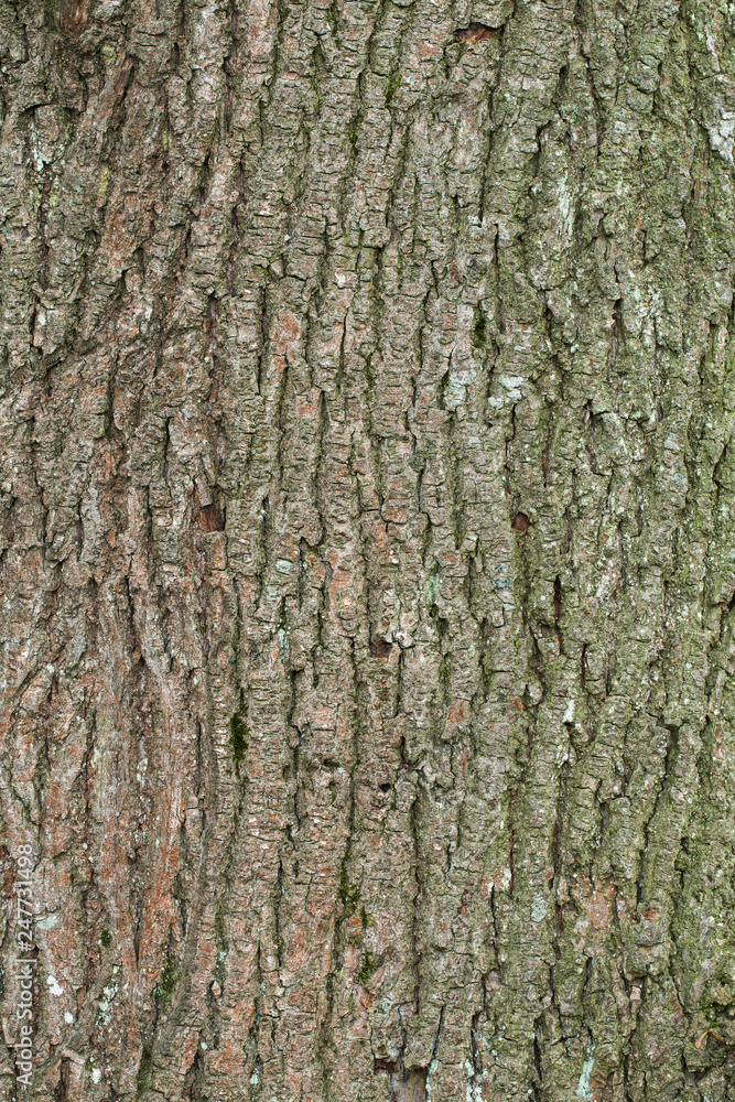 Tree bark texture. natural backgrounds, textures - bark of linden tree Tree bark texture. natural backgrounds, textures - bark of linden tree
