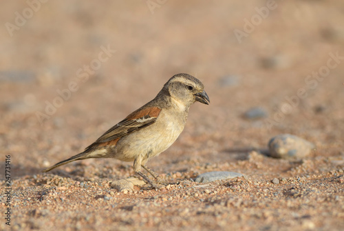 Cape Sparrow - Passer melanurus, common passerine bird from southern Africa, Sossusvlei, Namibia.