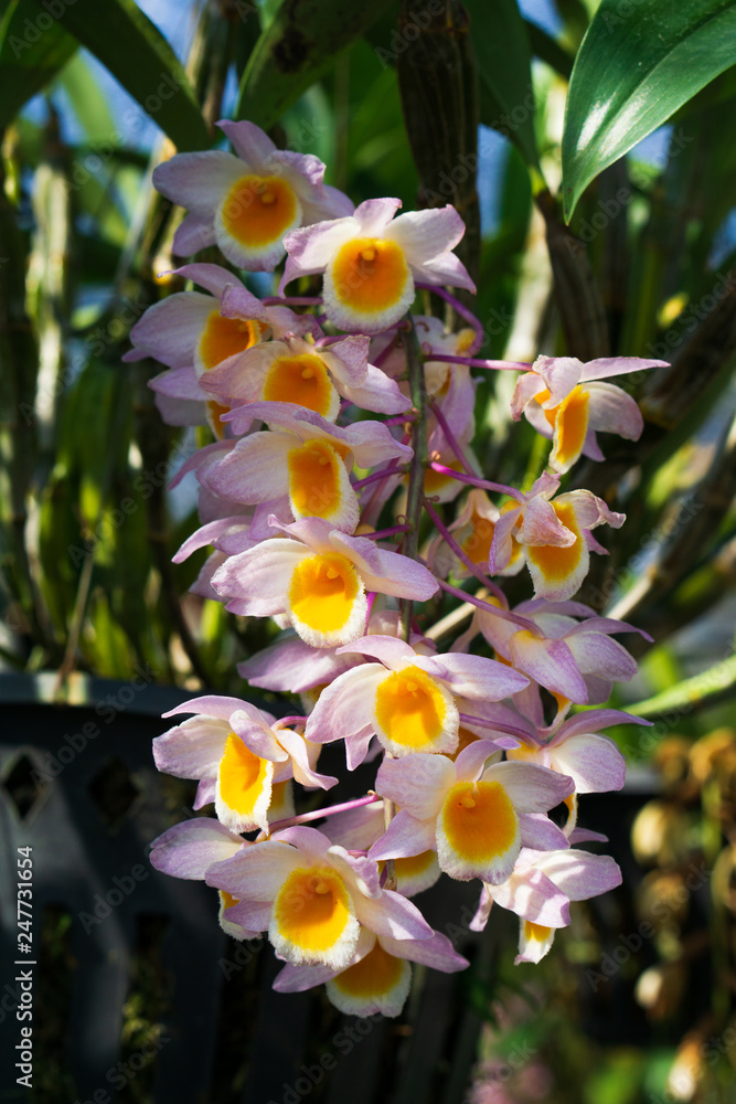 Rainforest Orchids