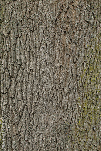 Tree bark texture. natural backgrounds, textures - bark of the European ash tree