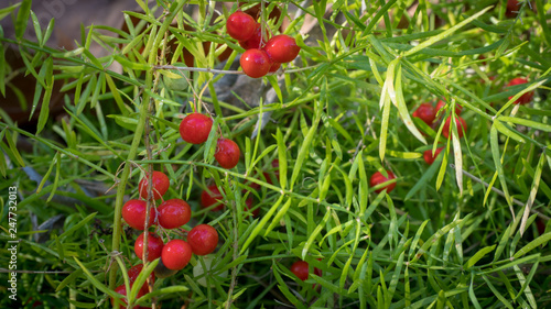 arbusto con frutos pequeños y redondos de color rojo