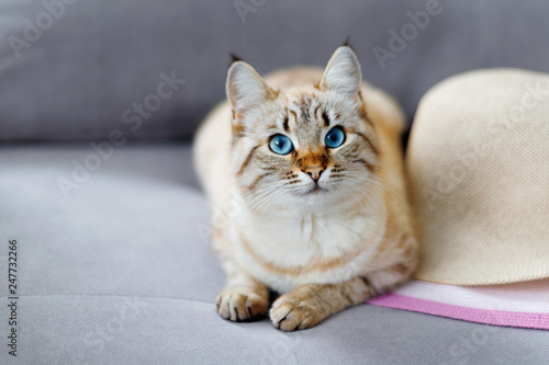 Beautiful red Siamese cat sleeping on sofa