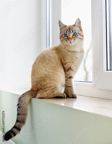 Obraz na płótnie Beautiful Siamese red cat sitting on  window