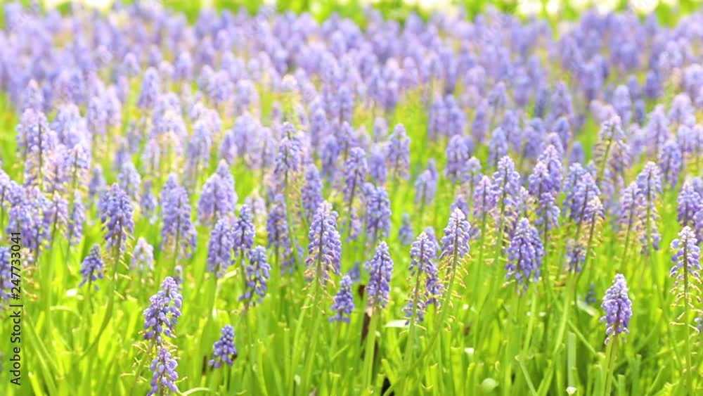 flower field with bees on garden flower field with bees on garden