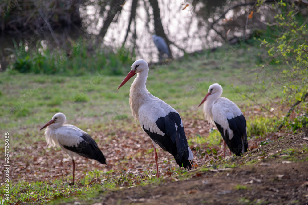 Obraz premium Cegonha