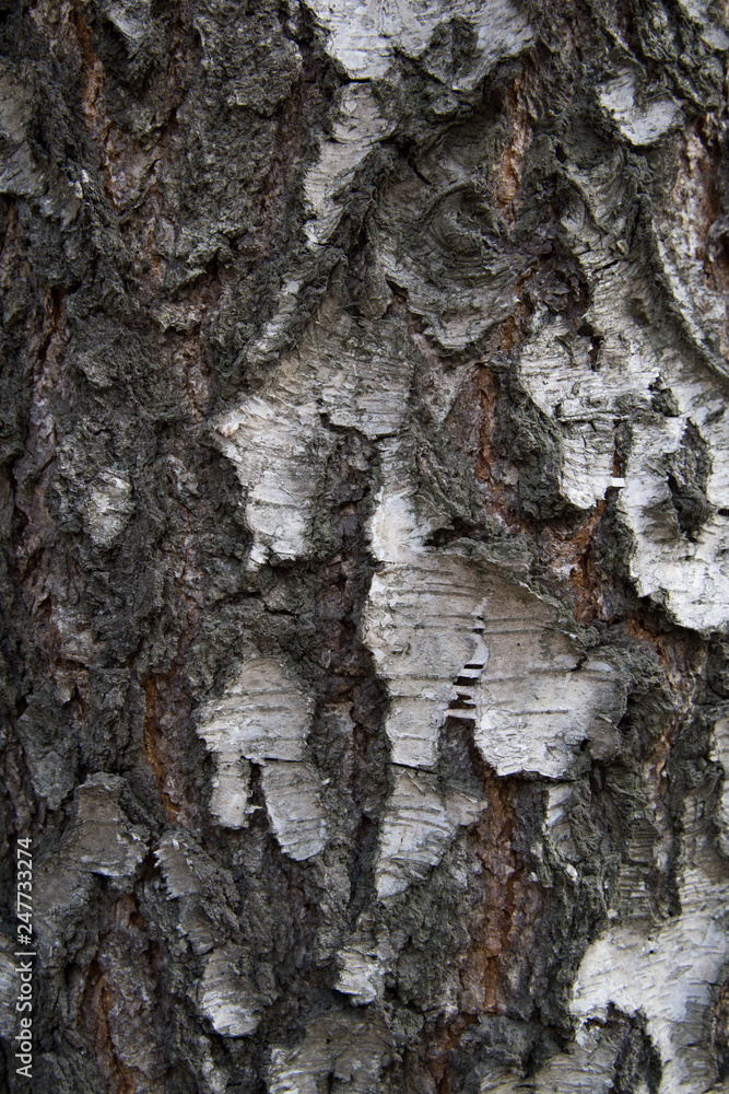 Birch bark tree natural texture or background. Closeup