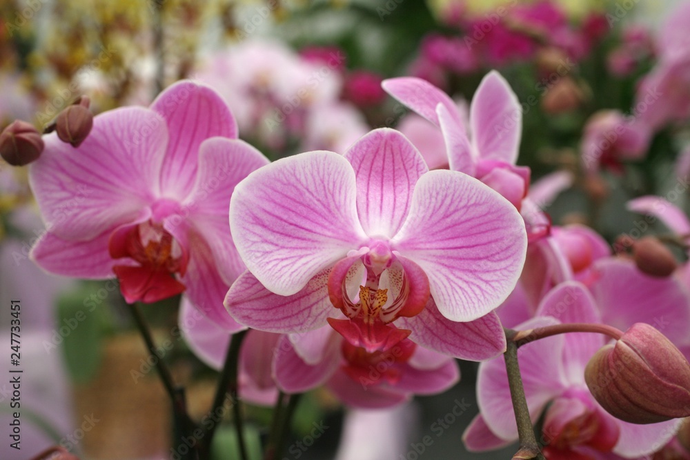 Beautiful pink orchid flowers cluster Beautiful pink orchid flowers cluster