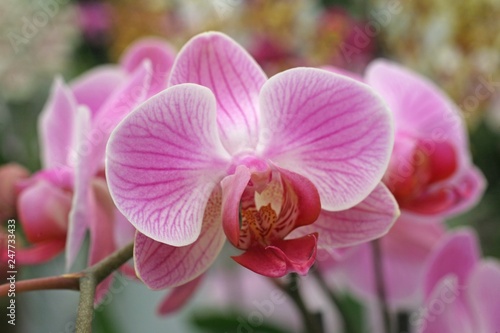 Beautiful pink orchid flowers cluster