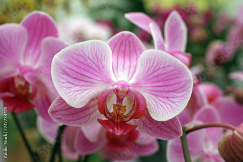 Beautiful pink orchid flowers cluster