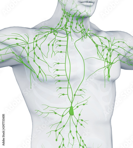 Human Lymphatic System Illustration photo