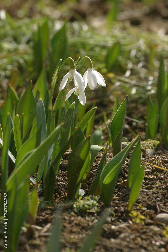 Obraz premium Spring flowers in the field
