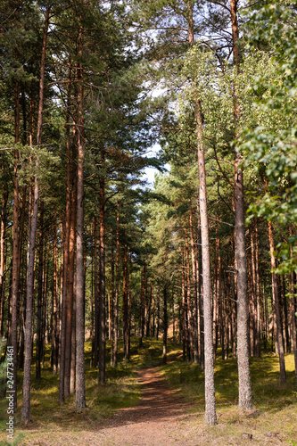 natural pine forest at sunny day  pure nature concept